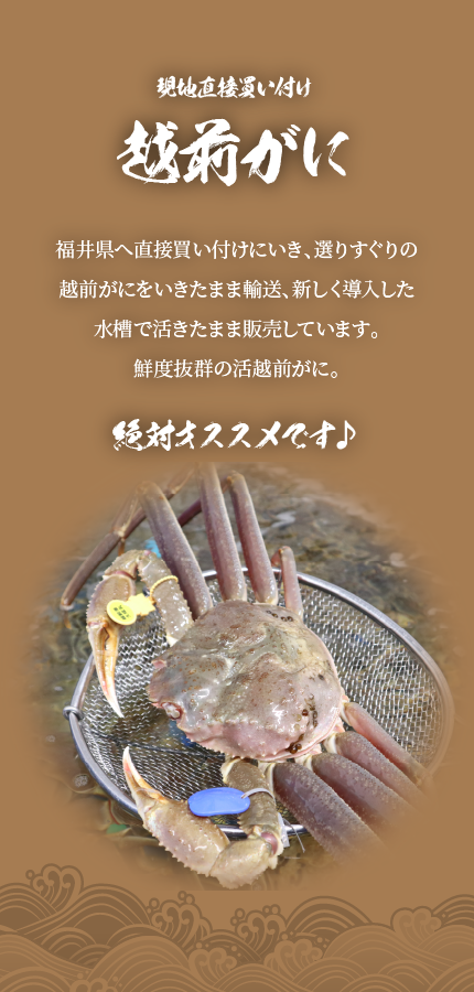 現地直接買い付け『越前がに』